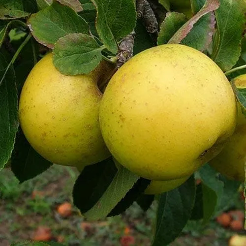 Apple Grenadier