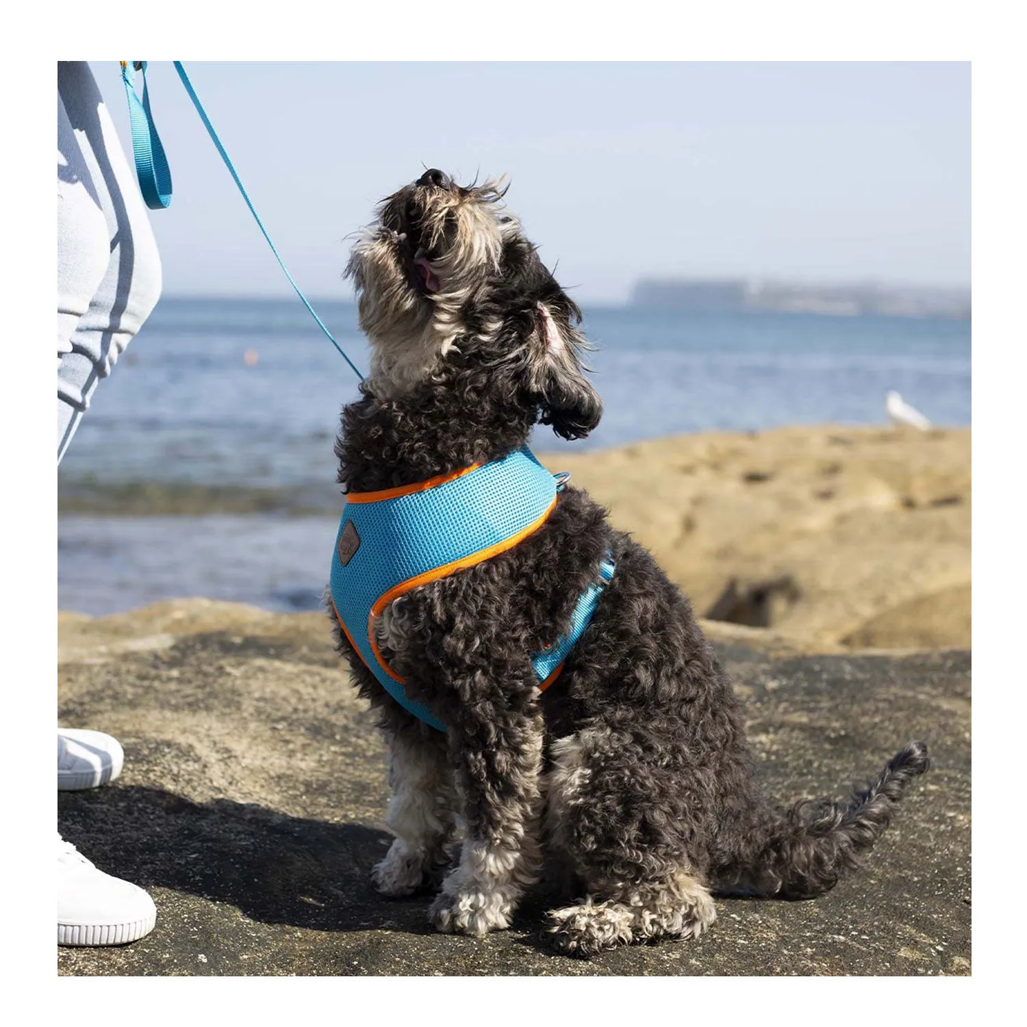 Kazoo Active Soft Walking Dog Harness Ocean Sunrise