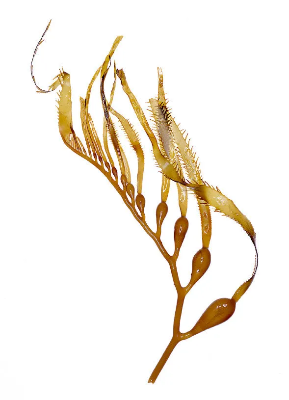 SEA CUCUMBER GELEE (hydrating)